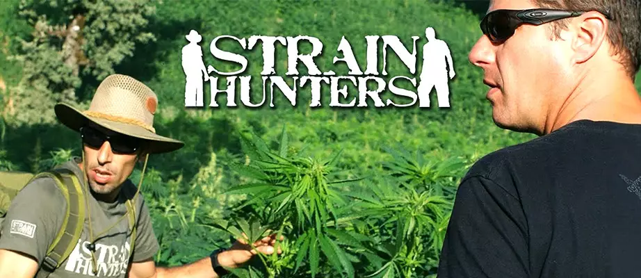 Variétés de marijuana par Green House Seeds