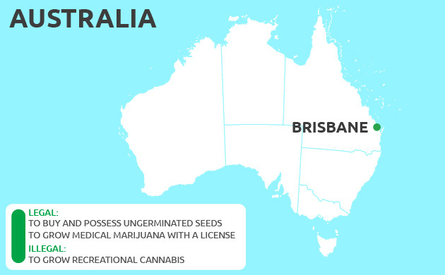 Can You Grow Cannabis in Brisbane
