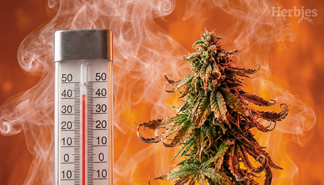 Cannabis heat stress cannabis heat stress