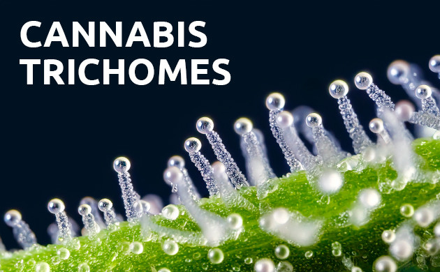 cannabis trichomes