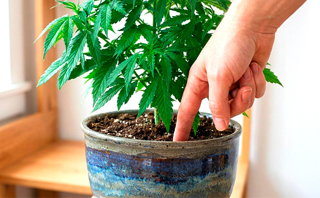 cannabis watering schedule