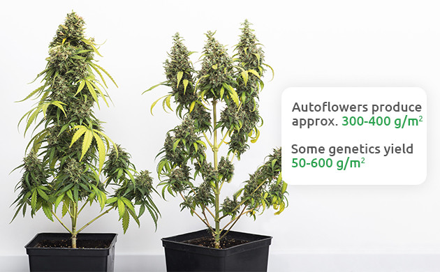 How Much Do Autoflowering Plants Yield