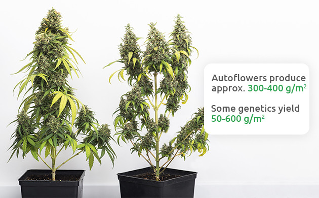 How To Get Bigger Yields From Autoflowers 10 Tips And Tricks Herbies Seeds