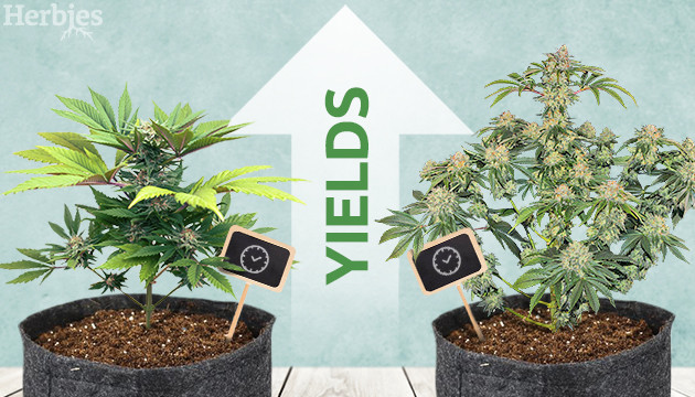 How to Get Bigger Yields From Autoflowers