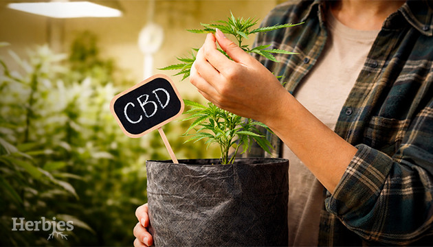 Cómo cultivar en interior variedades ricas en CBD como cultivar en interior variedades ricas en cbd