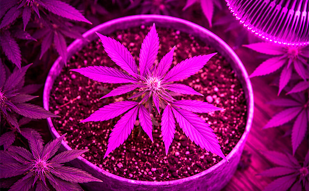 expose the plants to uv lights