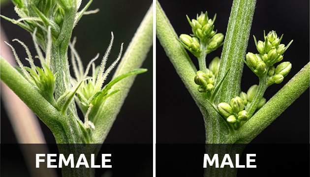 male marijuana plant