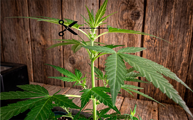 top plants in veg