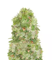 Buy Moby Dick feminized seeds by Barney's Farm Moby Dick (Barney's Farm)
