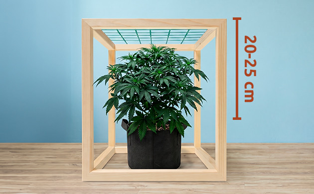 cannabis comment faire un scrog