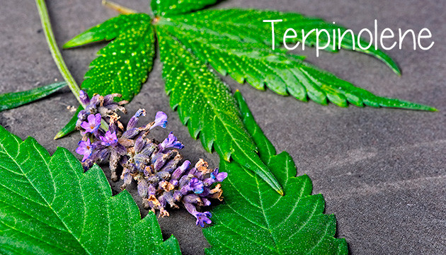 terpinolene-rich cannabis strains