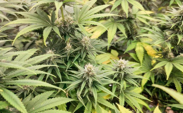 Grow Diary Grow diary hero