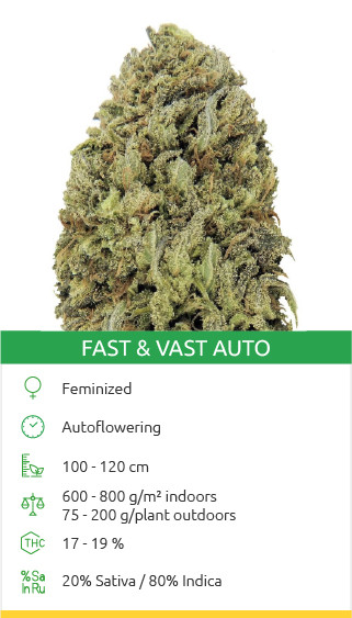 Fast and Vast Auto strain seeds