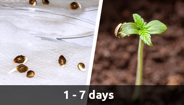 Baby Weed Plants Growing