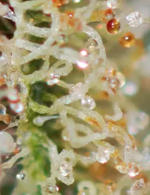 Un mix entre trichomes laiteux Effet cérébral