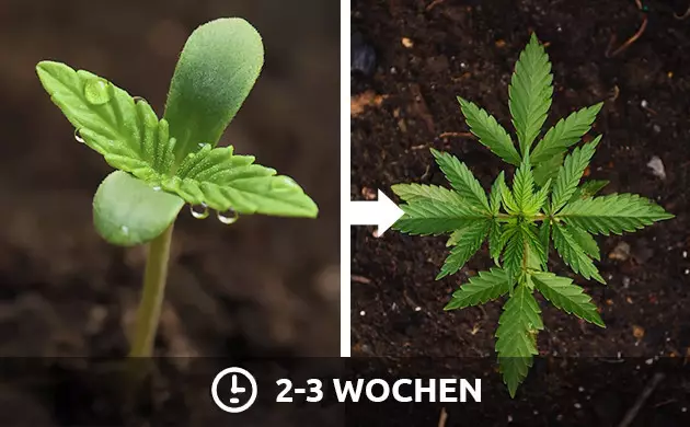 Lichtplan für Photoperioden-Cannabissämlinge Indoor Cannabis Licht Zeitplan