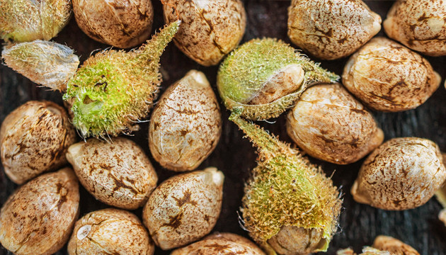 Comment féminiser les graines de cannabis
