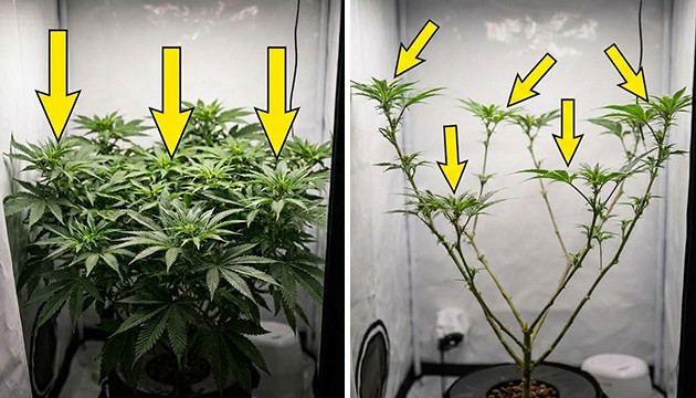 Defoliation during veg has some traits deleafing cannabis plants