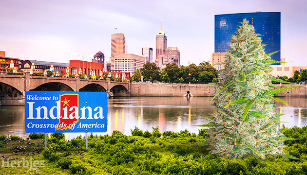 marijuana seeds Indiana