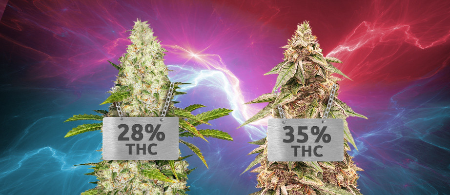 sementes de cannabis com alto teor de thc