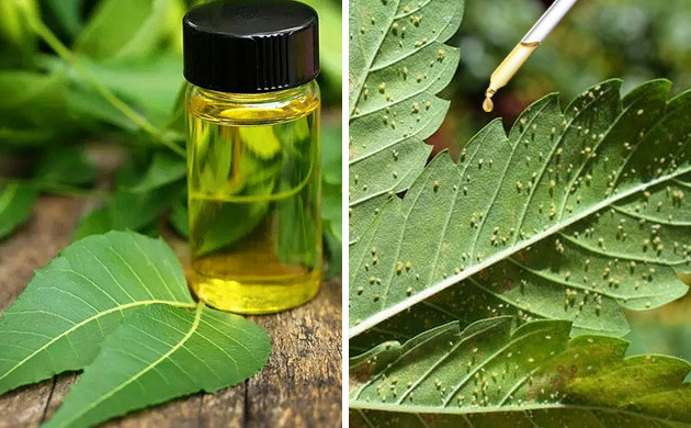 neem oil on cannabis