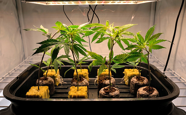 Créez un climat agréable comment cloner du cannabis en terre