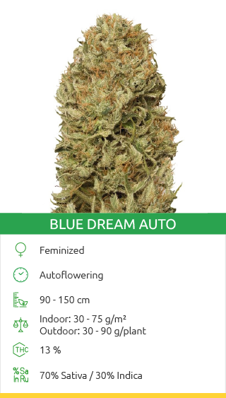 Buy Blue Dream Auto fem