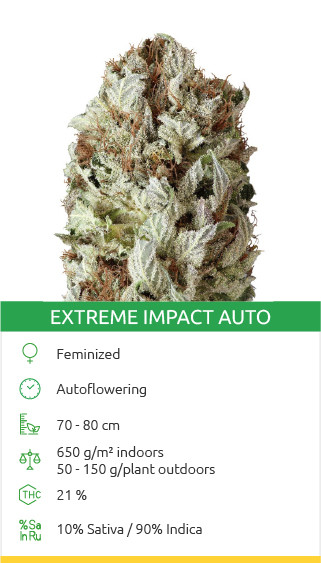 Graines de variété Extreme Impact Auto