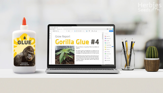 Gorilla Glue #4 Week by Week Grow