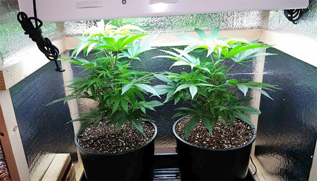 Come Scegliere Vasi per Piante Indoor e Outdoor - Grow Shop Italia