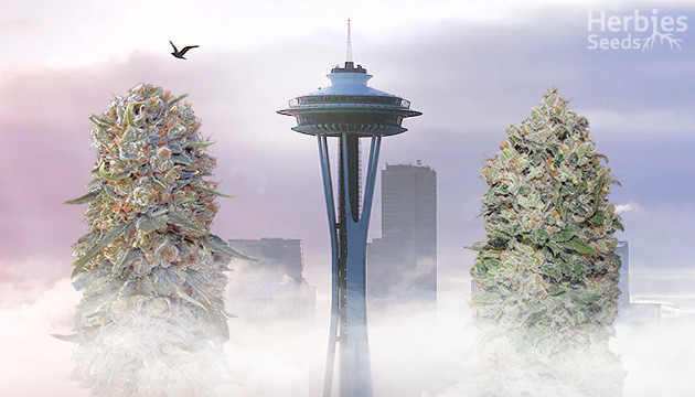 Seeds of What Cannabis Strains To Grow In Seattle, Washington