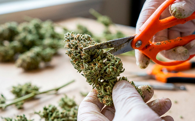 how to break down weed without a grinder
