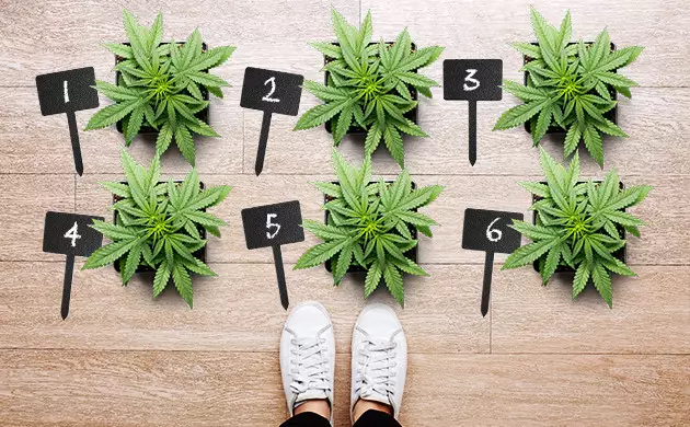 marijuana seeds for sale in Sacramento