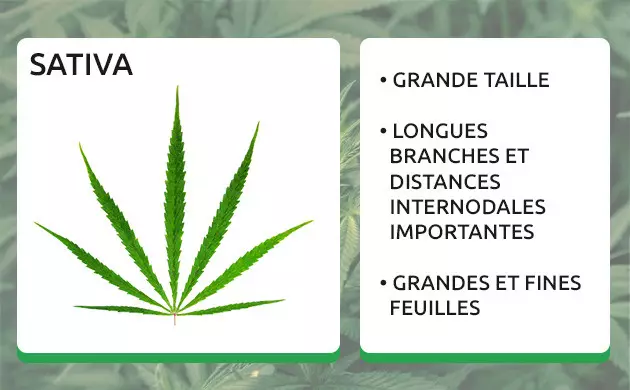 feuille de cannabis sativa