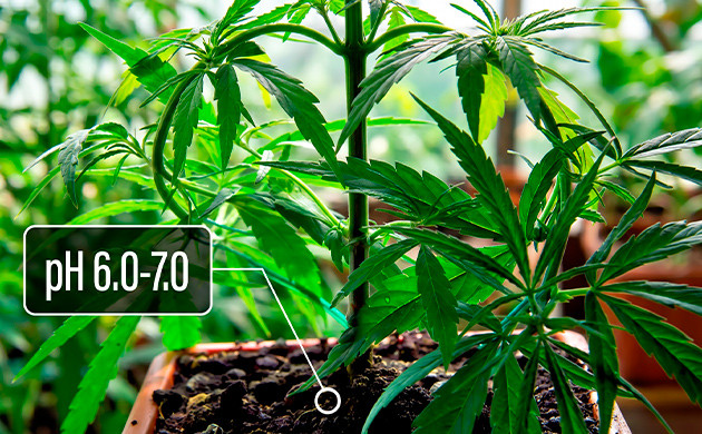 best ph for cannabis