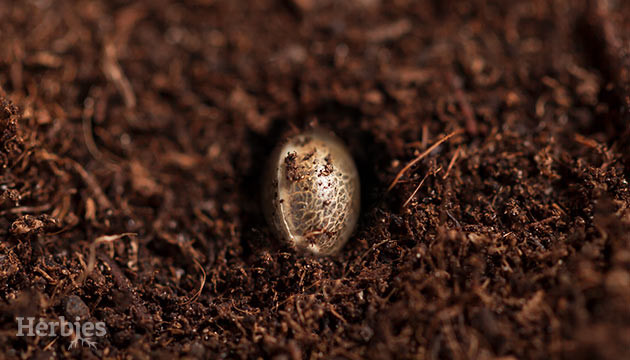 how to plant marijuana seeds directly in soil