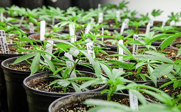 etape pour faire pousser du cannabis