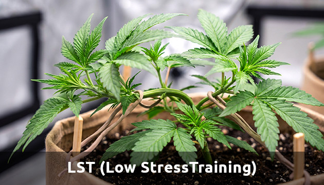 lst cannabis