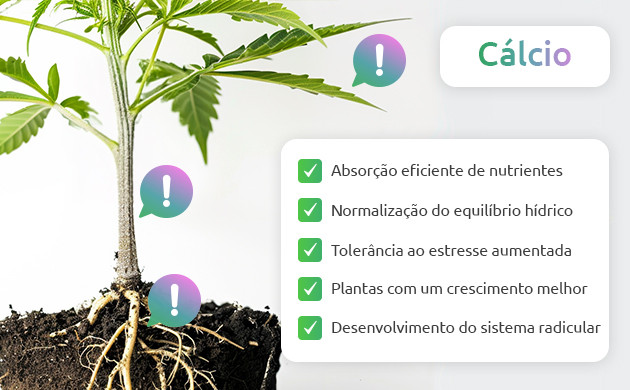 o papel do cálcio nas plantas de cannabis