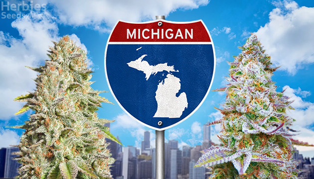 best michigan outdoor strains