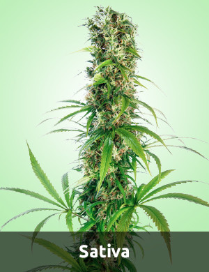 Gramm Per Watt Sativa