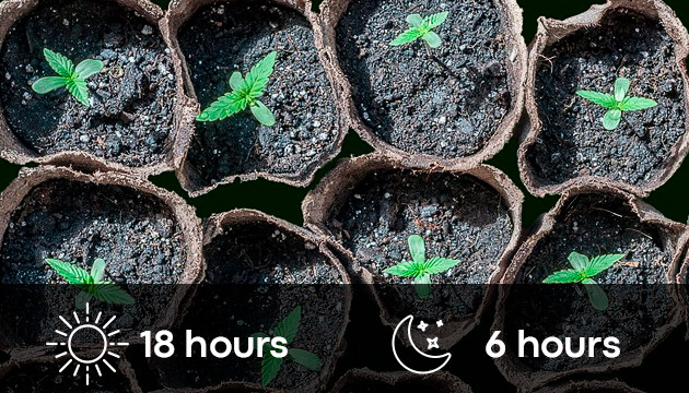 cannabis seedling light schedule