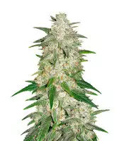 Gelato Auto fem cannabis seeds for sale Gelato Auto (Fast Buds)