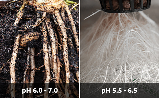 cannabis root rot in soil