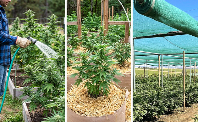 Extreme heat how to protect your outdoor grow from hard rains