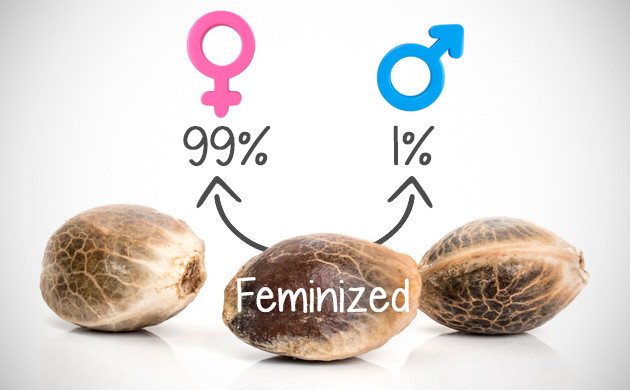 feminized seeds vs regular