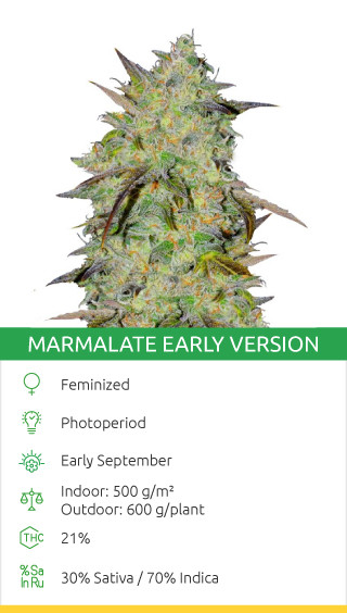 Marmalate Early Version strain