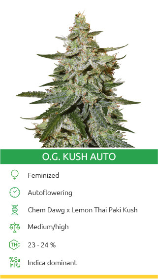 OG Kush Autofloraison