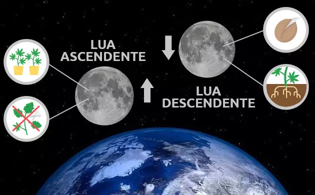 cultivar cannabis usando os ciclos da lua