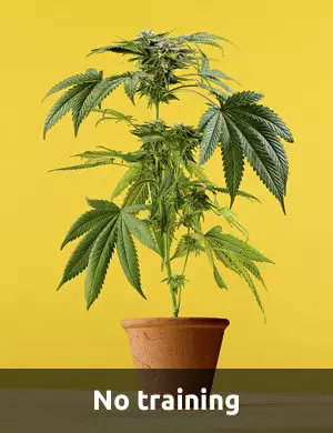 Growing weed without training